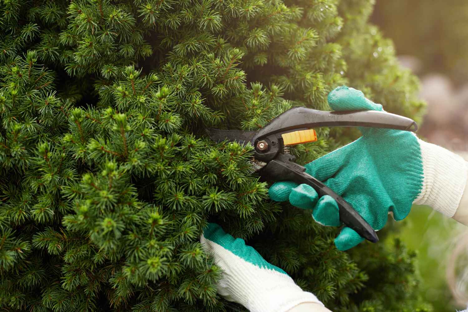 Trusted Roanoke Rapids, NC Tree Service Experts